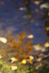 みなもの向こう側