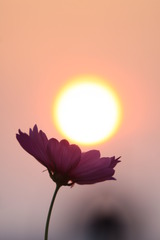 コスモスの妖精