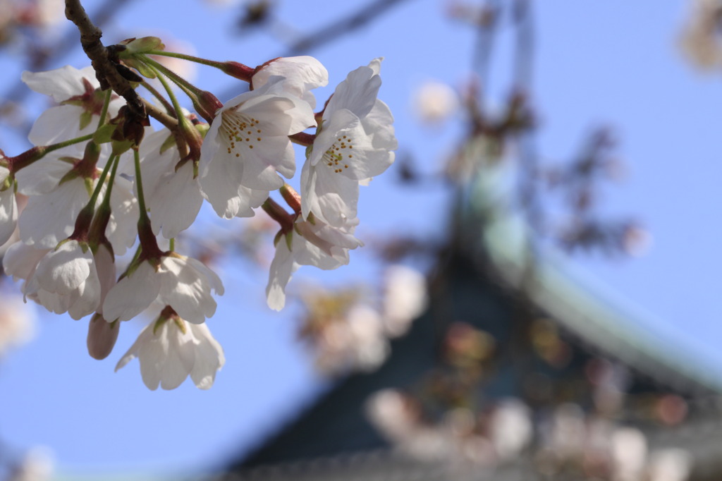 お城の桜