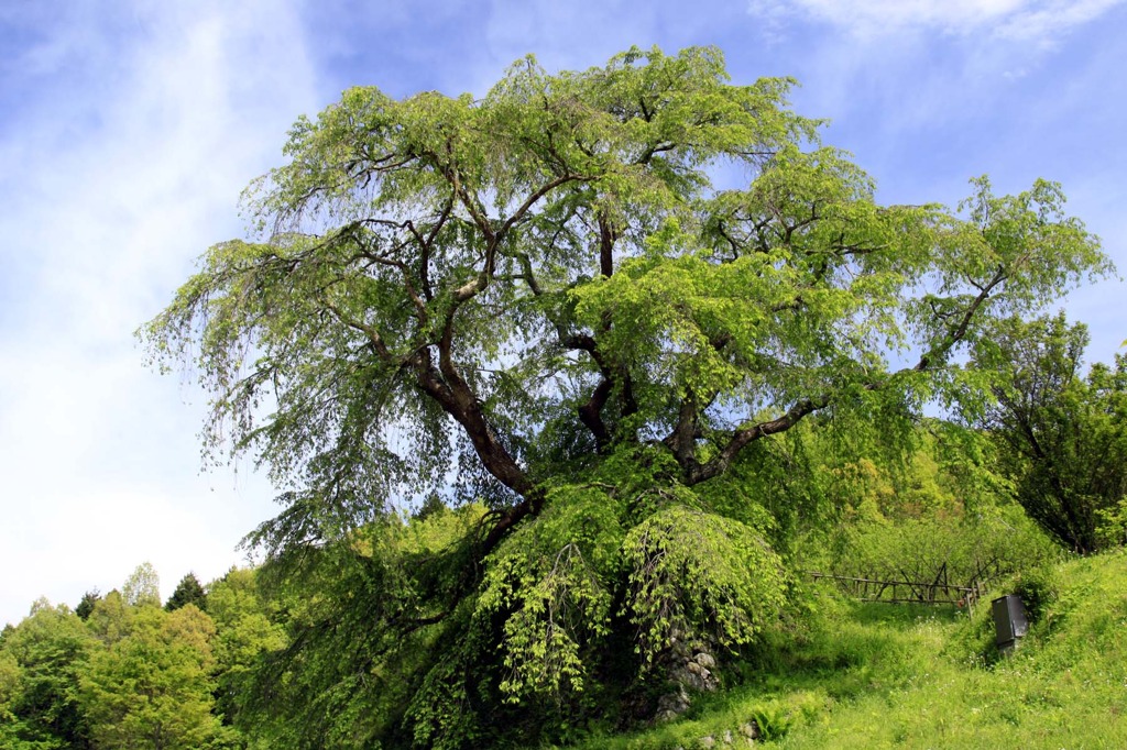 新緑の又兵衛桜