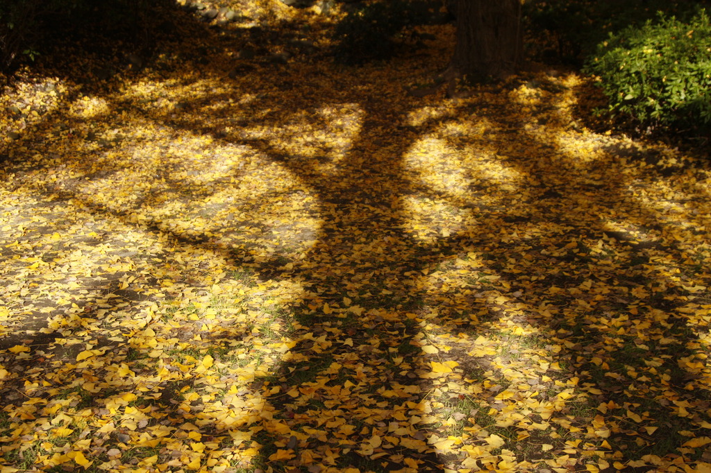 地上の紅葉
