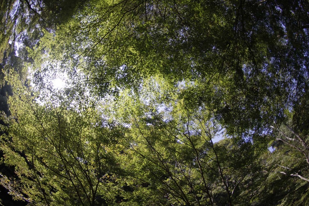 まだまだ緑一色