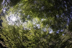 まだまだ緑一色