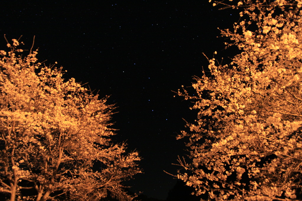 夜桜と七つの星