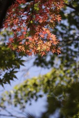 玉川峡の紅葉