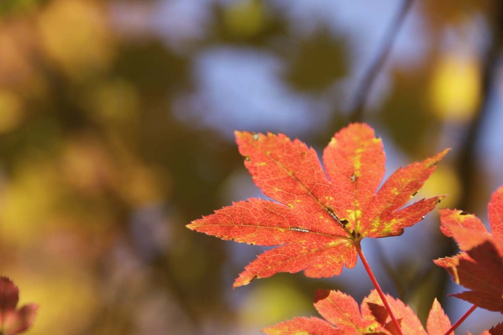 momiji