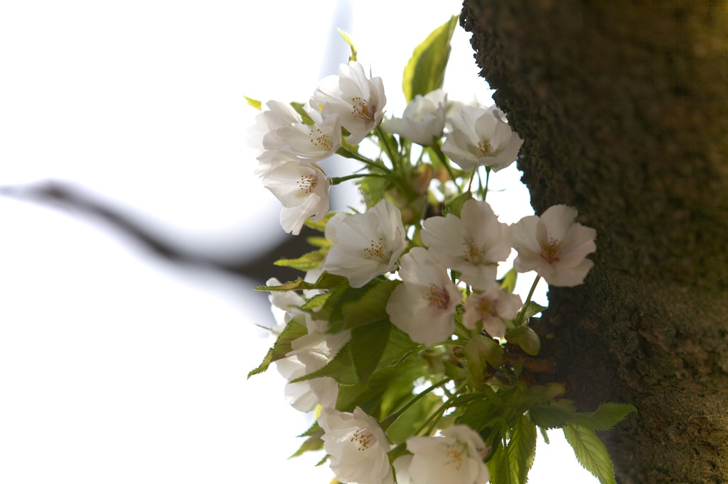 大島桜