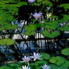 空に浮かぶ睡蓮