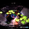 金魚の隠れん坊