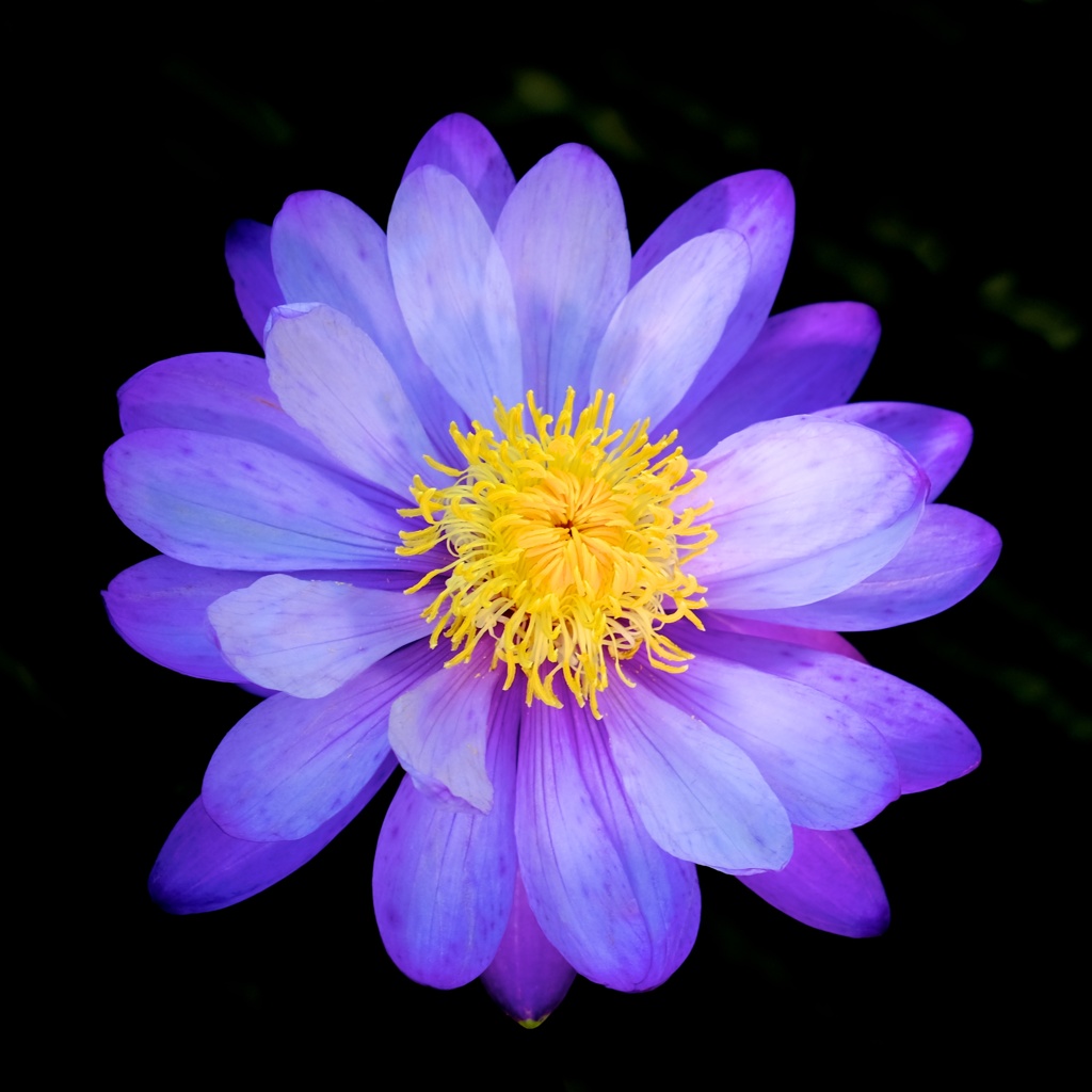 紫と黄色 By グレースライン Id 写真共有サイト Photohito