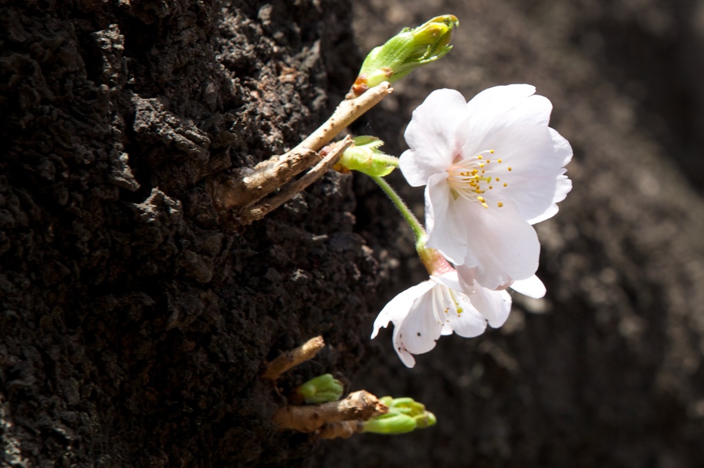 一輪桜
