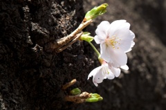 一輪桜