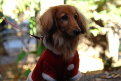 a dog