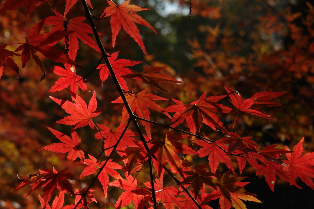 紅葉