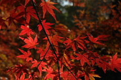 紅葉