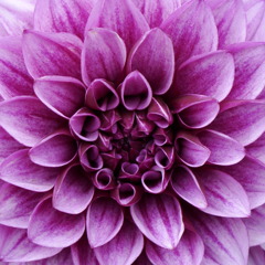 The Dalia