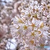 サクラがサイタ 桜が咲いた