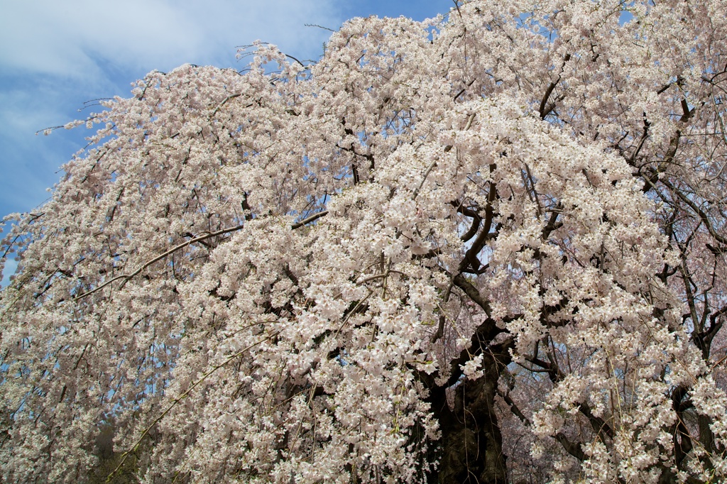 しだれ桜