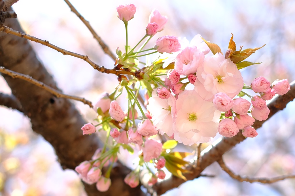 うすpinkのサクラ