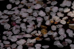IMG_7727