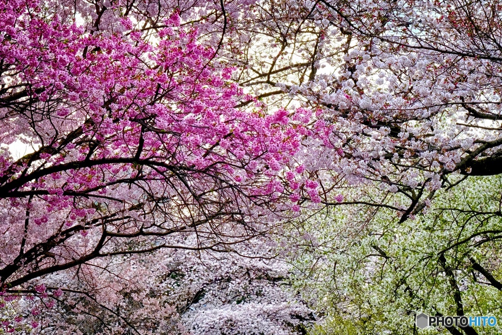 新宿御苑のSakura