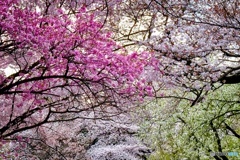 新宿御苑のSakura