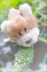 ゴーヤ好物
