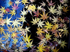 浮いた紅葉