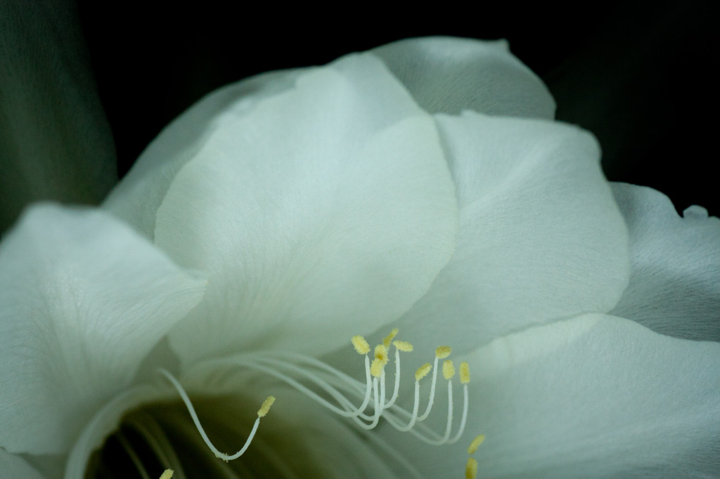 儚き花12