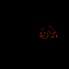 夜の花