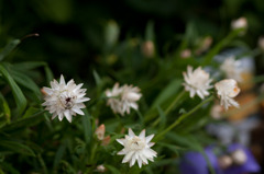 小さな花園