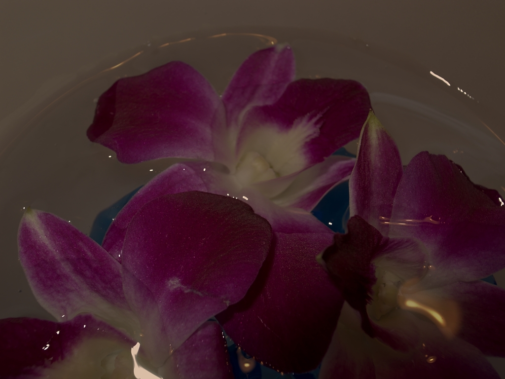 花に溶ける