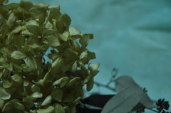 夢見る紫陽花