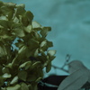 夢見る紫陽花