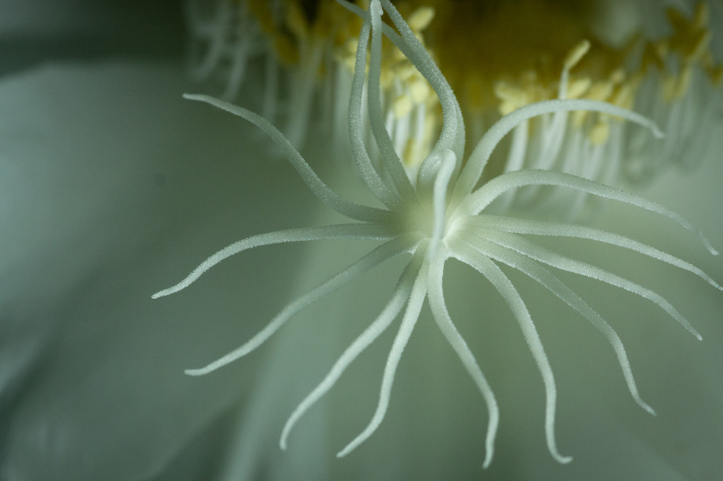 儚き花7