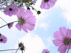 見上げた空は
