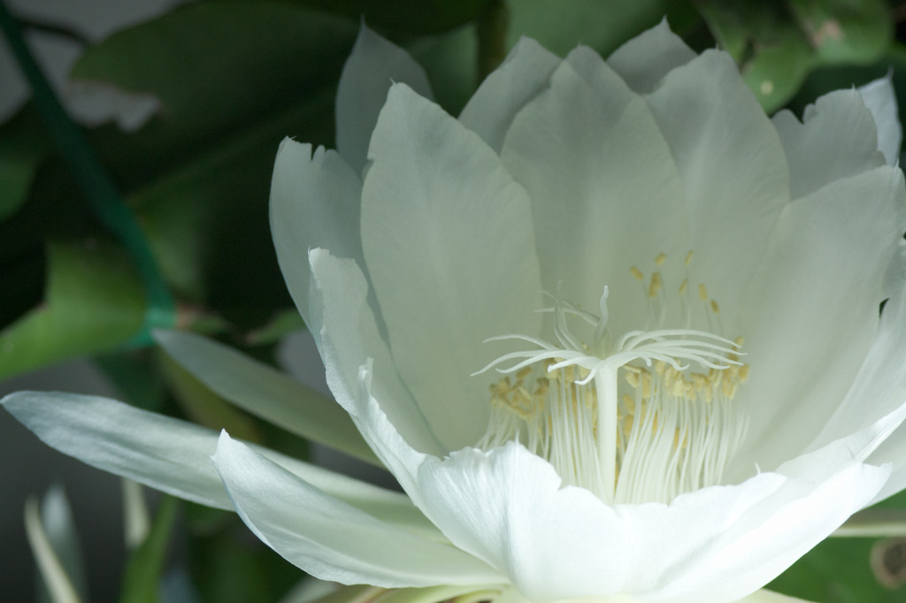 儚き花2