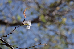 秋に咲く桜