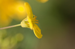 希望の花