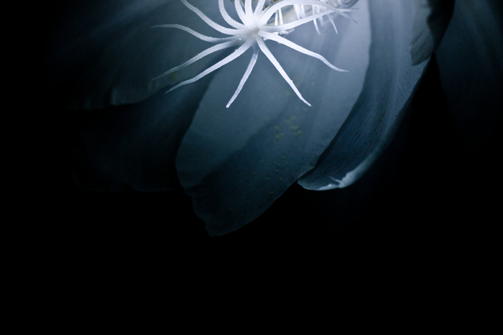 儚き花11