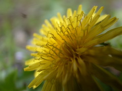 私はタンポポ！