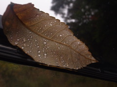 雨の風景