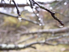 雨の蕾