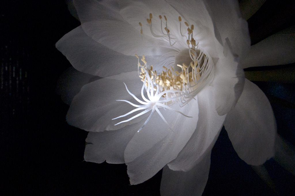 儚き花