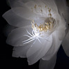 儚き花
