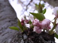 桃色の産毛