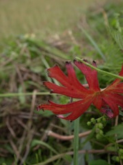 紅一点