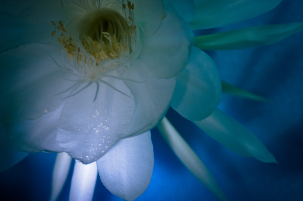 儚き花5