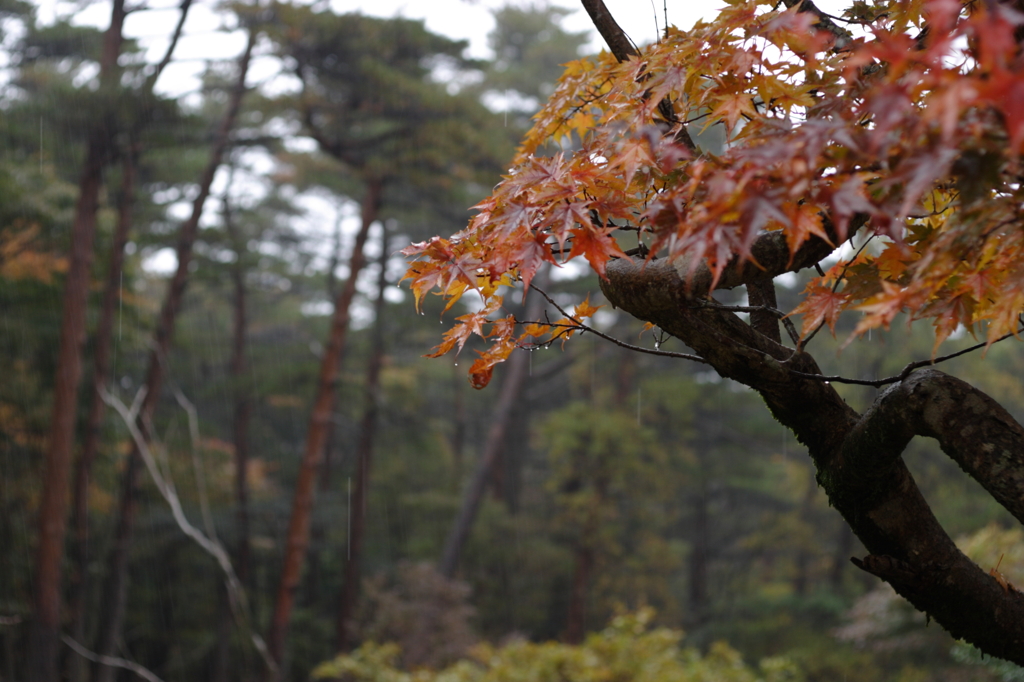 秋雨に濡れて紅葉と我一人