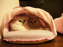 なかよし